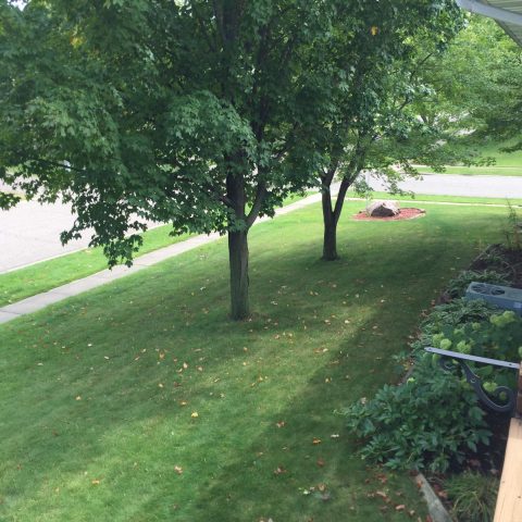 Side yard - Flower Garden